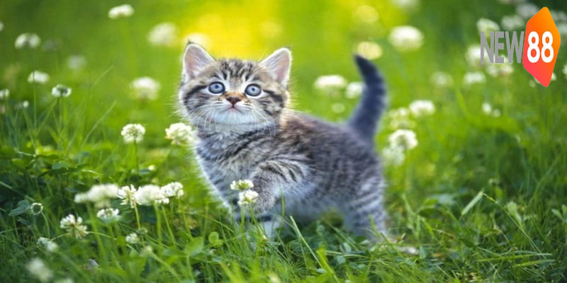 Mơ Thấy Mèo | Khám Phá Thông Điệp Và Con Số May Mắn